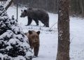 Niedźwiedzie coraz bliżej domów w&nbsp;Bieszczadach. Wizyta na&nbsp;posesji w&nbsp;Lutowiskach