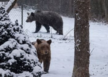 Niedźwiedzie coraz bliżej domów w&nbsp;Bieszczadach. Wizyta na&nbsp;posesji w&nbsp;Lutowiskach