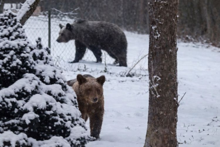 Niedźwiedzie coraz bliżej domów w&nbsp;Bieszczadach. Wizyta na&nbsp;posesji w&nbsp;Lutowiskach