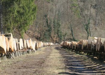 Ponad 3,9 tys. zł za&nbsp;metr sześcienny dębu. Najcenniejsze drewno z&nbsp;Podkarpacia sprzedane
