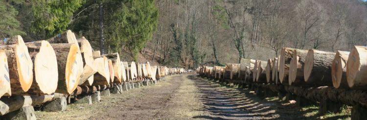 Ponad 3,9 tys. zł za&nbsp;metr sześcienny dębu. Najcenniejsze drewno z&nbsp;Podkarpacia sprzedane