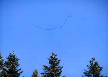 Żurawie wróciły na&nbsp;Podkarpacie. To&nbsp;jeden z&nbsp;pierwszych znaków nadchodzącej wiosny