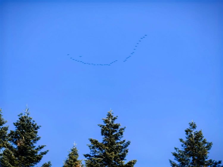 Żurawie wróciły na&nbsp;Podkarpacie. To&nbsp;jeden z&nbsp;pierwszych znaków nadchodzącej wiosny