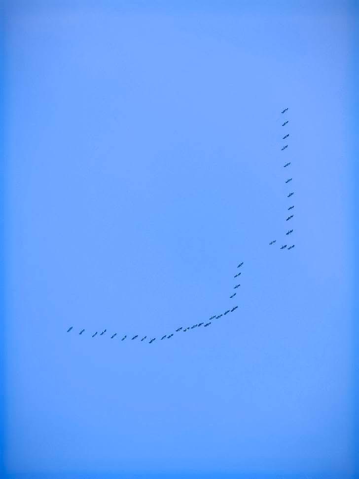 Żurawie wróciły na Podkarpacie. To jeden z pierwszych znaków nadchodzącej wiosny - Polskie Radio Rzeszów