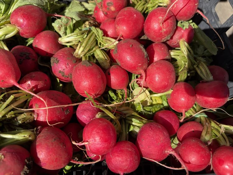 Wiosna tuż-tuż. Ogrodnicy ruszają do sklepów 1 - Polskie Radio Rzeszów Wiosna tuż-tuż. Ogrodnicy ruszają do sklepów