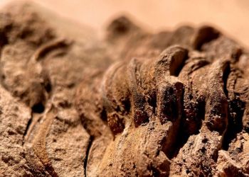 Niezwykły artefakt spod Jarosławia. Naukowcy podejrzewają, że to pintadera 3 - Polskie Radio Rzeszów Niezwykły artefakt spod Jarosławia. Naukowcy podejrzewają, że to pintadera