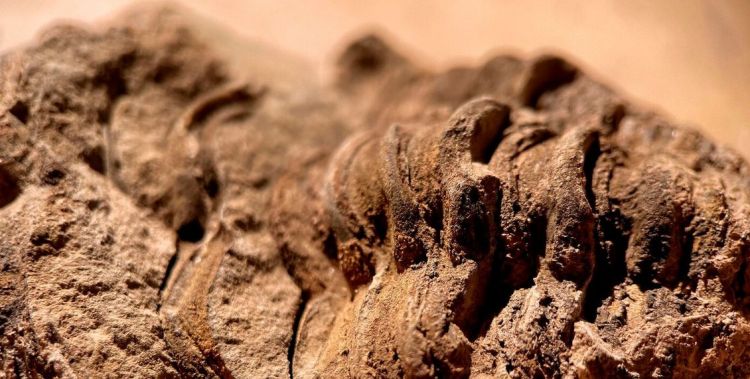 Niezwykły artefakt spod Jarosławia. Naukowcy podejrzewają, że to pintadera 1 - Polskie Radio Rzeszów Niezwykły artefakt spod Jarosławia. Naukowcy podejrzewają, że to pintadera