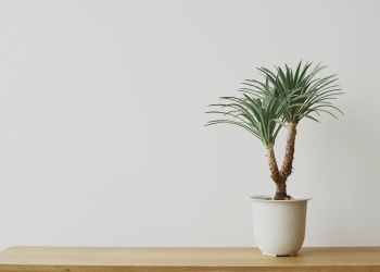 Palmy doniczkowe w domu – jak o nie dbać i które wybrać? 2 - Polskie Radio Rzeszów Palmy doniczkowe w domu – jak o nie dbać i które wybrać?