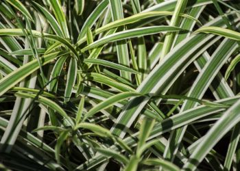 Zielono mimo braku słońca. Rośliny, które pokochają cień