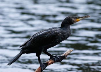 Zgoda na&nbsp;odstrzał kormoranów w&nbsp;Przemyślu