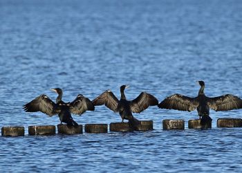 Wędkarze alarmują: Kormorany pustoszą rzeki i zagrażają ekosystemowi 19 - Polskie Radio Rzeszów Wędkarze alarmują: Kormorany pustoszą rzeki i zagrażają ekosystemowi