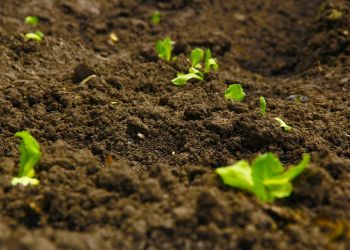 Raport rolniczy: gleba w&nbsp;Polsce potrzebuje ratunku