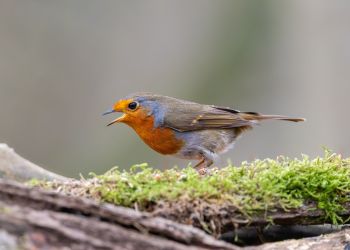 Czy&nbsp;ptaki śpiewają po&nbsp;polsku?