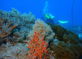 Dlaczego koralowce nie&nbsp;są&nbsp;już tak&nbsp;koralowe?