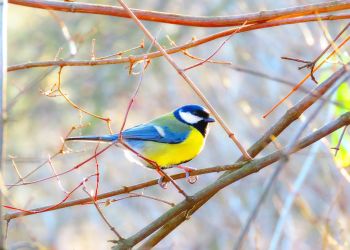 Czy&nbsp;ptaki w&nbsp;tym roku świętują walentynki?