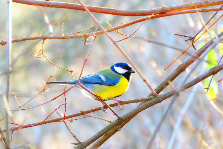 Czy&nbsp;ptaki w&nbsp;tym roku świętują walentynki?
