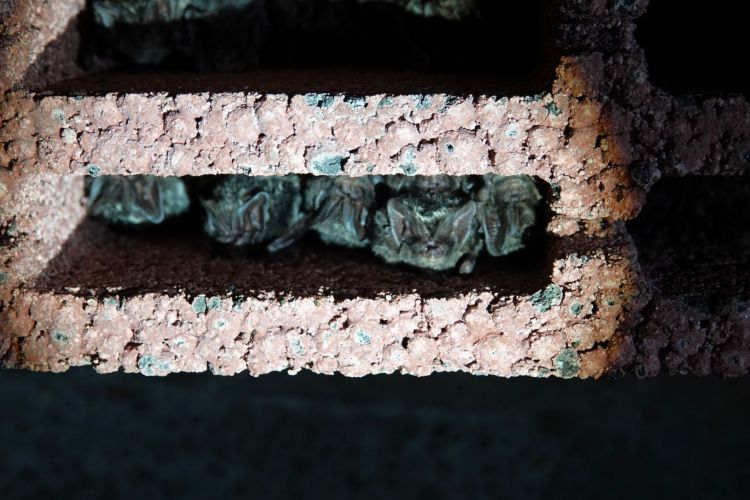 159 nietoperzy w&nbsp;schronach Nadleśnictwa Lubaczów