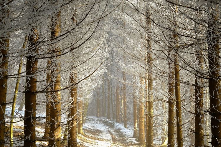 „Las Dębina” w&nbsp;Rzeszowie staje się lasem społecznym. Nowa przestrzeń do&nbsp;rekreacji na&nbsp;Załężu