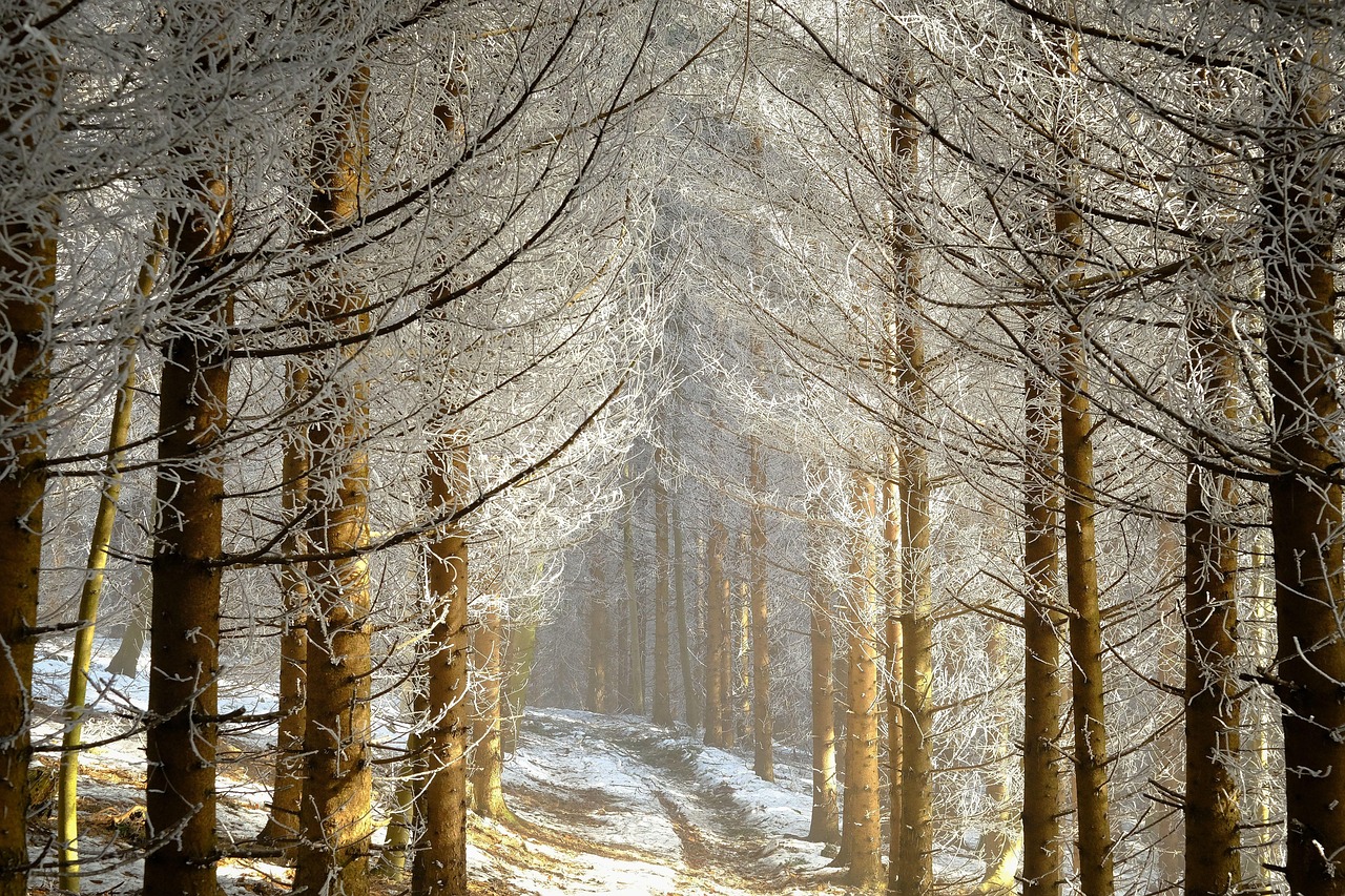 „Las Dębina” w Rzeszowie staje się lasem społecznym. Nowa przestrzeń do rekreacji na Załężu - Polskie Radio Rzeszów