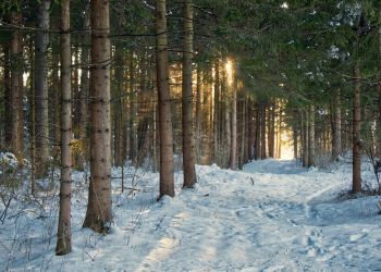 1,9 mln m³ drewna z&nbsp;podkarpackich lasów. RDLP w&nbsp;Krośnie ujawnia plany