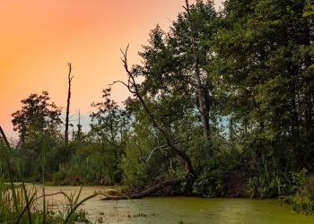 Dlaczego mokradła mają głębokie znaczenie?