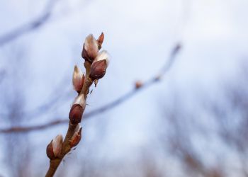 Rośliny przywitały już wiosnę