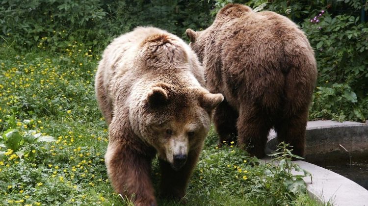 Niedźwiedzie pojawiły się w&nbsp;gminie Solina. Władze apelują do&nbsp;mieszkańców o&nbsp;ostrożność