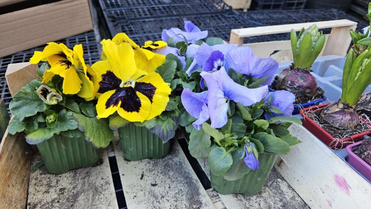 Coraz bliżej wiosny. Mieszkańcy czują zmianę pogody [SONDA]