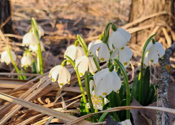 Śnieżyca wiosenna nad Sanem – kwitnące białe dywany - Polskie Radio Rzeszów