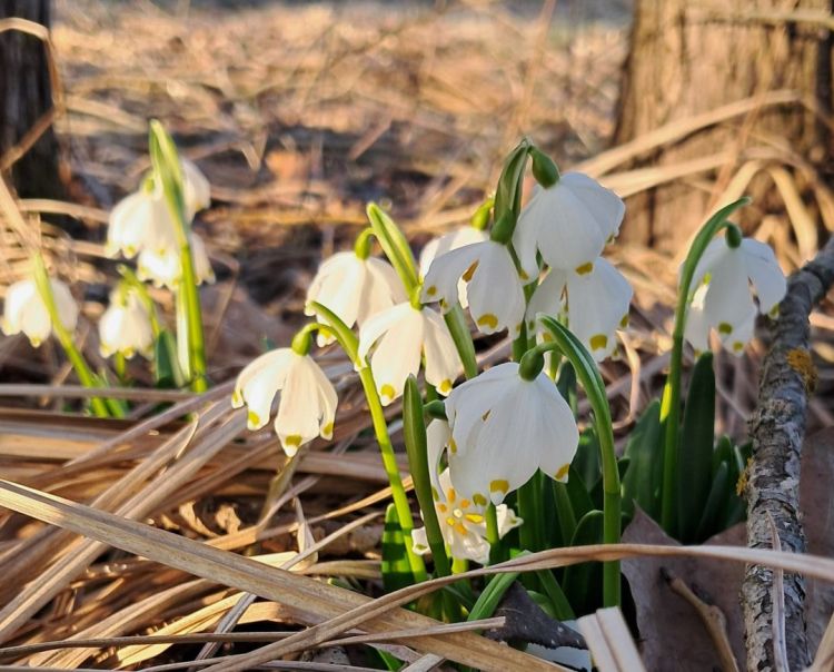 Śnieżyca wiosenna nad Sanem – kwitnące białe dywany - Polskie Radio Rzeszów