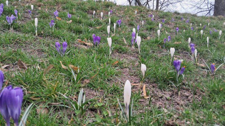Kolejna krokusowa łąka rozkwitła w&nbsp;centrum Rzeszowa