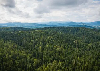 Na&nbsp;jednego mieszkańca Podkarpacia przypada ponad 30 hektarów lasu