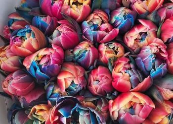 Dzień Kobiet. Czy&nbsp;panie wciąż oczekują życzeń i&nbsp;kwiatów?