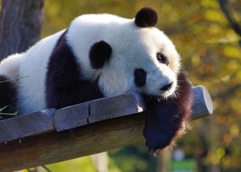 Dlaczego panda wielka roztacza wielki parasol?