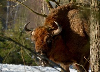 Coraz więcej żubrów w&nbsp;Bieszczadach. Populacja większa niż rok temu