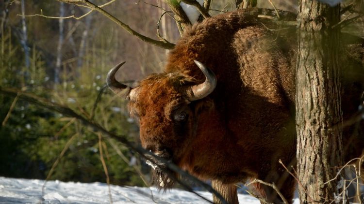 Coraz więcej żubrów w Bieszczadach. Populacja większa niż rok temu 1 - Polskie Radio Rzeszów Coraz więcej żubrów w Bieszczadach. Populacja większa niż rok temu
