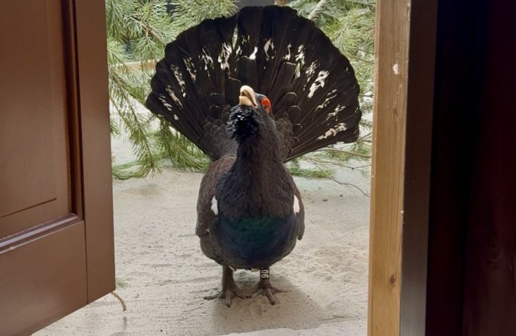 Głuszce rozpoczęły toki. Niezwykły spektakl można zobaczyć w&nbsp;Brzózie Królewskiej