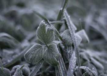 IMGW ostrzega przed przymrozkami na Podkarpaciu 3 - Polskie Radio Rzeszów IMGW ostrzega przed przymrozkami na Podkarpaciu