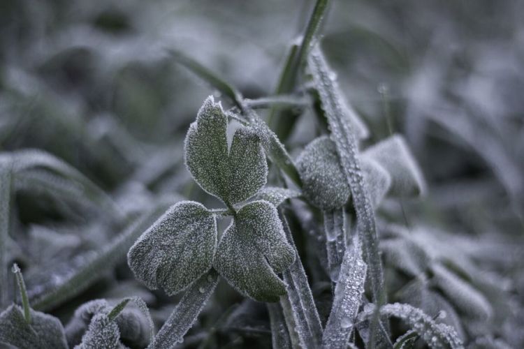 IMGW ostrzega przed&nbsp;przymrozkami na&nbsp;Podkarpaciu