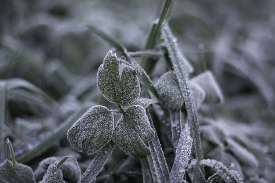 Uwaga na przymrozki! Temperatura spadnie do -4 stopni • Wiadomości ...