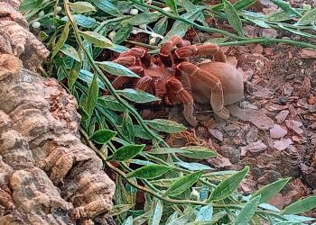 Ptaszniki i&nbsp;skorpiony w&nbsp;Nowej Dębie. Niezwykła wystawa w&nbsp;Samorządowym Ośrodku Kultury