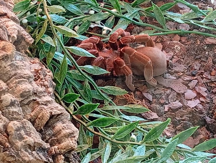 Ptaszniki i&nbsp;skorpiony w&nbsp;Nowej Dębie. Niezwykła wystawa w&nbsp;Samorządowym Ośrodku Kultury