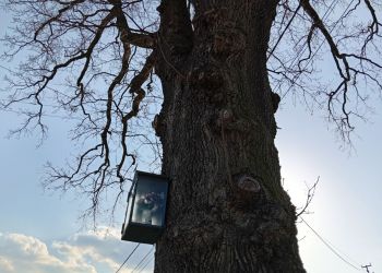 Protest mieszkańców uratował 300-letni dąb w&nbsp;Kolbuszowej