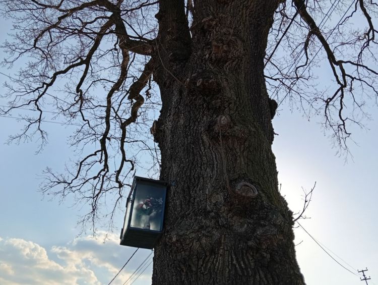 Protest mieszkańców uratował 300-letni dąb w&nbsp;Kolbuszowej