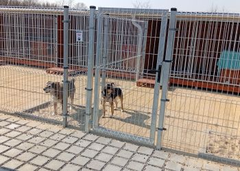 Będzie obowiązkowe czipowanie zwierząt? Nowy rejestr ma&nbsp;pomóc w&nbsp;walce z&nbsp;bezdomnością