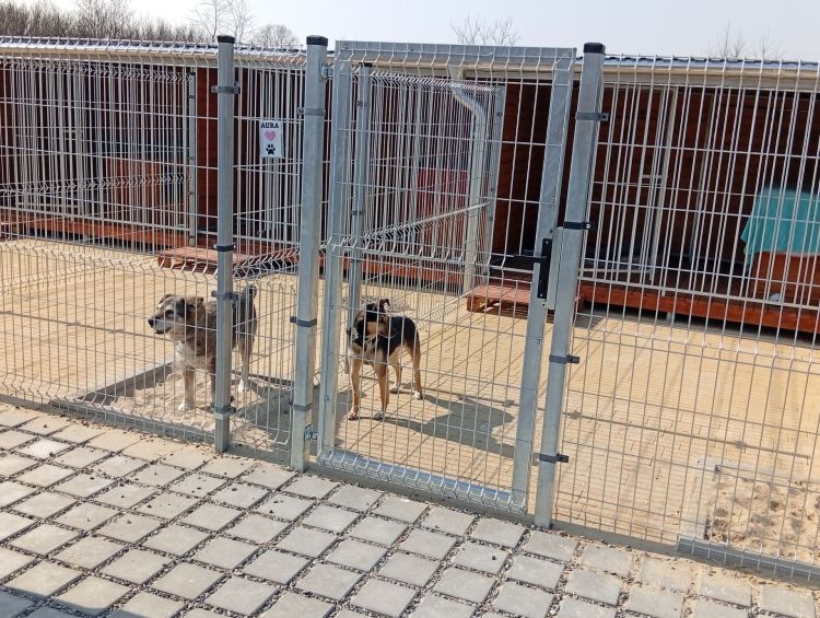 Będzie obowiązkowe czipowanie zwierząt? Nowy rejestr ma&nbsp;pomóc w&nbsp;walce z&nbsp;bezdomnością