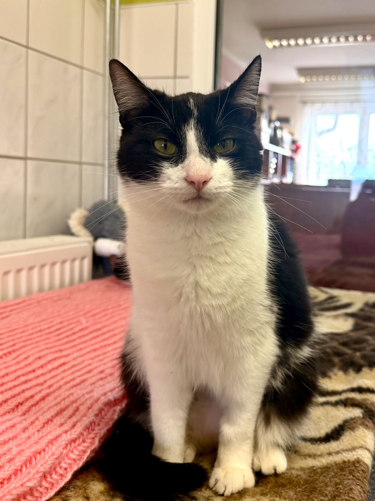 Czy pies może „wybrać” swojego człowieka? Behawiorysta wyjaśnia popularne nagrania z internetu - Polskie Radio Rzeszów