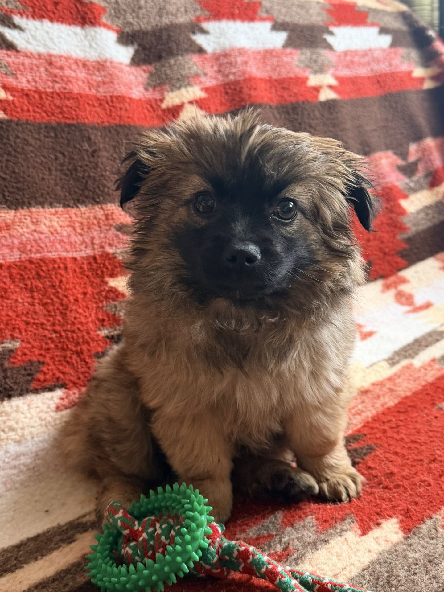 Czy pies może „wybrać” swojego człowieka? Behawiorysta wyjaśnia popularne nagrania z internetu - Polskie Radio Rzeszów