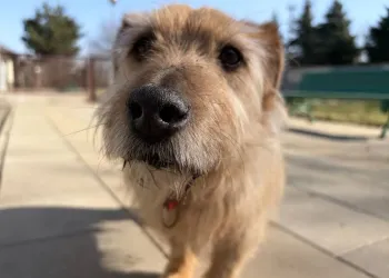 Schronisko w&nbsp;Dębicy po&nbsp;modernizacji. Lepsze warunki dla psów i&nbsp;kotów