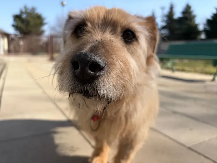 Schronisko w&nbsp;Dębicy po&nbsp;modernizacji. Lepsze warunki dla psów i&nbsp;kotów